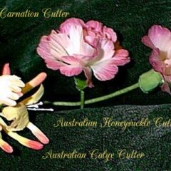 Australian Carnation, Honeysuckle, Calyx
